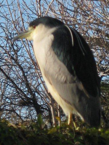 Black Crown Night Heron